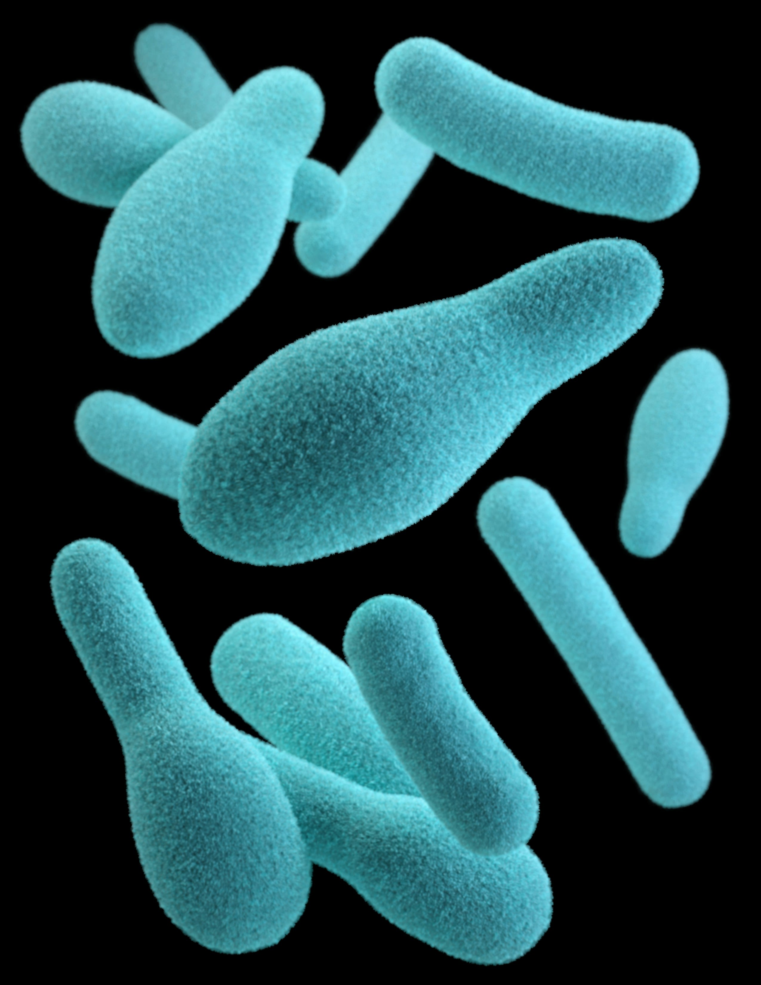 A close up image of some fuzzy-looking bacteria