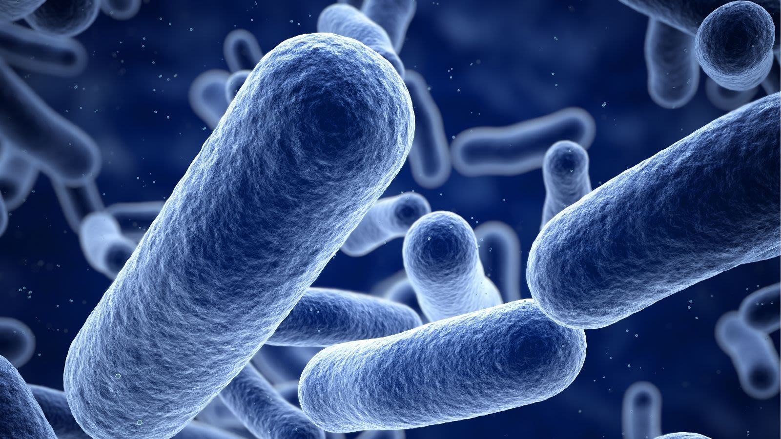 A microscopic close up of some tube-like bacterial cells, coloured in blue